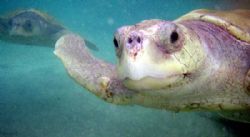 U/W shot of turtle beeing raised at Grand Cayman's Boatsw... by Andrew Kubica 